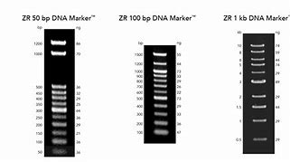 Image result for DNA Marker Linear