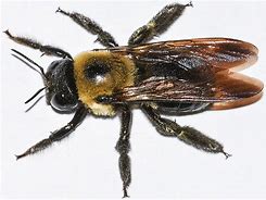 Image result for What Do Carpenter Bees Look Like