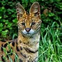 Image result for Serval Cat Tail