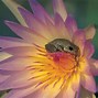 Image result for What Is a Flower Frog