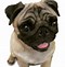 Image result for Pug Thanksgiving Cute Cartoon