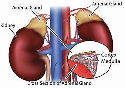 Image result for Where Are Adrenal Glands