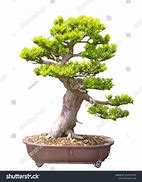 Image result for Bonsai Pine Tree