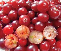 Image result for Berry Tree RSA