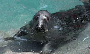 Image result for Grey Seal the Wash