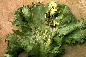 Image result for Bacterial Leaf Spot