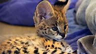 Image result for Serval Cat Babies