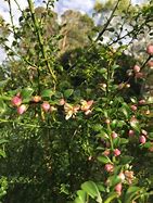 Image result for Citrus Australasica Finger Lime