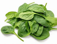 Image result for Spinach Gree Plant