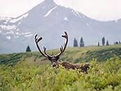 Image result for Labrador Caribou