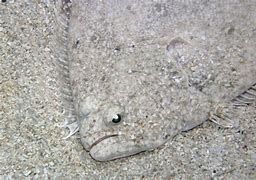 Image result for Flounder Aquarium