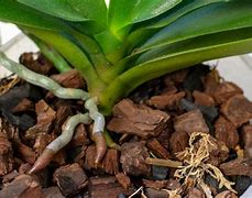 Image result for Aerial Roots