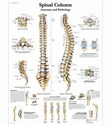 Image result for View of Spinal Column