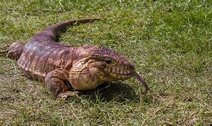 Image result for Tegu Jowls