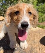 Image result for Russell Terrier