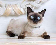 Image result for Brown Point Siamese