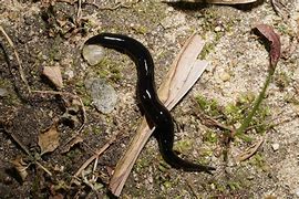 Image result for Black with Purple Plastic Worms