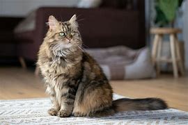 Image result for Cat McGurk