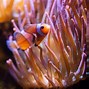 Image result for Clownfish Eyes