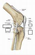 Image result for Knee Labeling