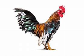 Image result for Chicken Serama Art