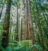 Image result for Totara Tree