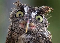 Image result for Dumb Owl