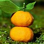 Image result for Mandarin Citrus and Furanocoumarin