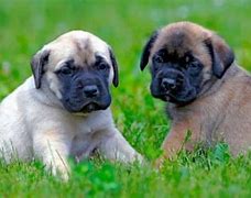 Image result for Lab Mastiff Puppy Growth Chart