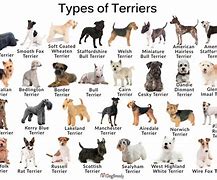 Image result for Terrier Dog Breeds List