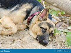 Image result for Sad German Shepherd