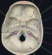 Image result for Body Foramen