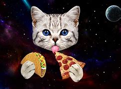 Image result for Space Cat and Taco Meme