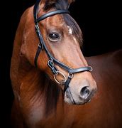 Image result for Riding Bridle