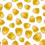 Image result for Corn Seed Structure Diagram