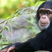 Image result for 6Ft Chimpanzee