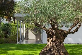 Image result for Olive Tree Modern Garden