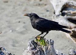 Image result for Bird Toobs with Crows