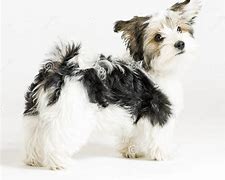 Image result for Maltese X Yorkie