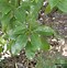 Image result for Camphor Tree Images