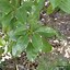 Image result for Camphor Tree Bonsai