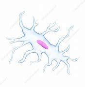 Image result for Bone Cell Picture B