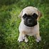 Image result for Pug Boxer Mix