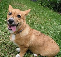 Image result for Corgi Puppy