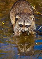 Image result for Wild Raccoon