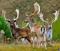 Image result for Fallow Deer in NZ