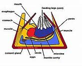 Image result for Barnacle Anatomy