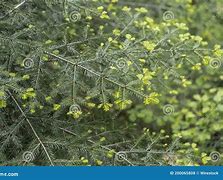 Image result for Hemlock Tree Needles