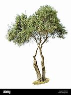 Image result for White Olive Tree