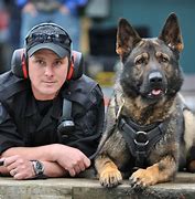 Image result for K9 Police Dogs